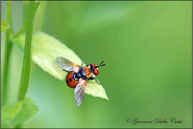 Identificazione mosca 